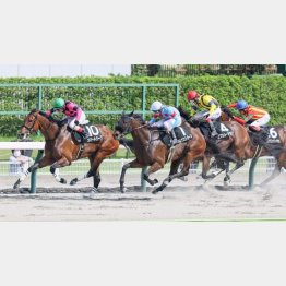 初ダートの前走で③着