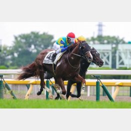 前走はハイレベル戦で②着(内)