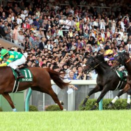 2019年アイビスＳＤ覇者ライオンボスは馬・デイズクラブに繋養