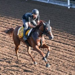 【橘の日曜競馬コラム・アイビスサマーダッシュ】