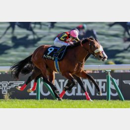前走ベゴニア賞は2番手から抜け出し