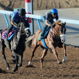 【新潟４Ｒ・２歳新馬】プロメサアルムンド　牡・国枝栄厩舎