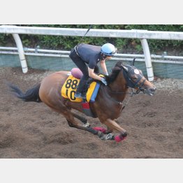 ジューンブレアは馬体の張り、ツヤともに文句なし