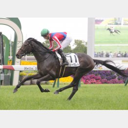 ２走前は②着に５馬身差