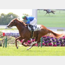 勝羽は前回完勝のサンタンカ推し
