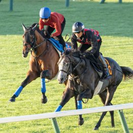 【札幌記念】GⅠ好走馬が心身ともにさらに成長　ホウオウビスケッツ今が旬