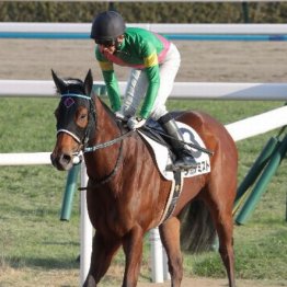 【市川の土曜競馬コラム・上越Ｓ】