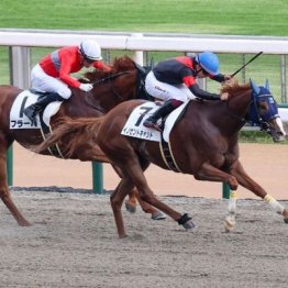 【大谷の土曜競馬コラム・上越Ｓ】