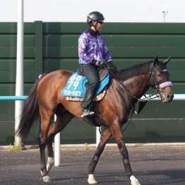【木津の日曜競馬コラム・札幌記念】