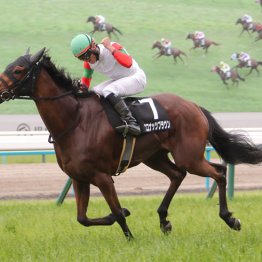 【札幌記念】ココナッツブラウン好勝負です