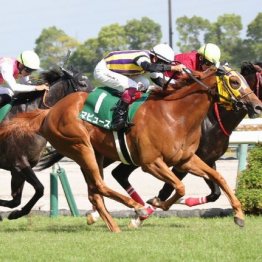 【中京記念】３歳牝馬マピュースが重賞初制覇
