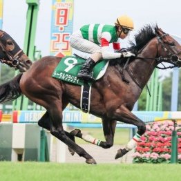 【新潟２歳Ｓ】世代初のマイル重賞に好素質馬が集結
