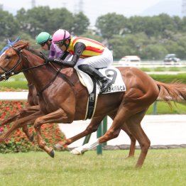 【新潟２歳Ｓ】今年は１０種牡馬の産駒が出走！ 注目はサートゥルナーリア産駒のフェスティバルヒル
