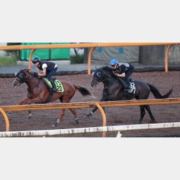 フェスティバルヒル（左）は１Ｆ11秒１で３馬身の先着