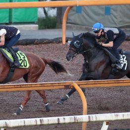 【新潟２歳Ｓ】フェスティバルヒル目を引く馬体、走りでＡ評価