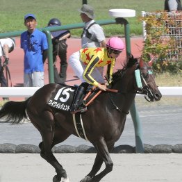 【勝羽の土曜競馬コラム・伊賀Ｓ】