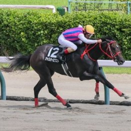 【市川の土曜競馬コラム・ＢＳＮ賞】