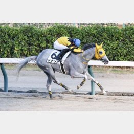 新潟千二で2戦2勝
