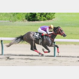 昨年の瀬波温泉特別を快勝