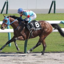 【橘の土曜競馬コラム・ＢＳＮ賞】