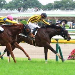 【東京本紙・外山の土曜新潟10Ｒ】