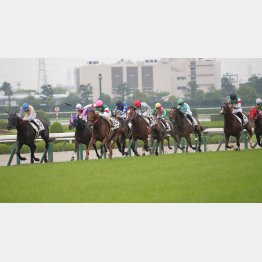 前走は②着と首差の③着(右の黒帽子)