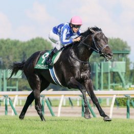 【新潟２歳Ｓ】新種牡馬ポエティックフレア産駒リアライズシリウスがデビュー２連勝