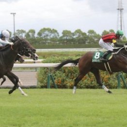 【中京２歳Ｓ】小倉２歳Ｓ馬を母に持つスターアニスが初代チャンプを狙う