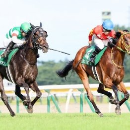【新潟記念】今年から別定戦になり、強力牝馬２頭が参戦