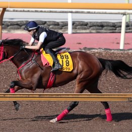 【新潟記念】「牝馬同士ならトップレベルの力をつけた」シランケド、新コンビ坂井で牡馬の壁に挑む