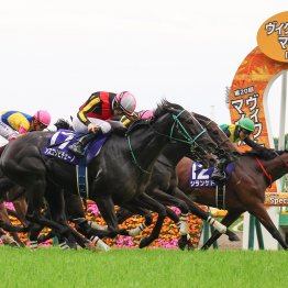 【新潟記念】「牝馬同士ならトップレベルの力をつけた」シランケド、新コンビ坂井で牡馬の壁に挑む