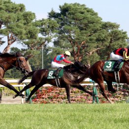 【新潟記念】枠順泣き笑い　５枠が13年間も連対ゼロ