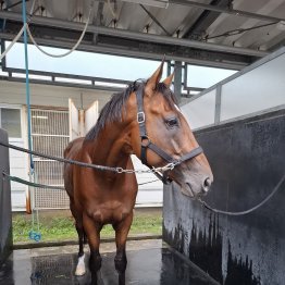 【日高Ｓ】勢いある３歳馬フォルテムに注目