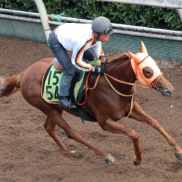 【中京２歳Ｓ】前走は圧倒の７馬身差Ｖ スターアニス魅力たっぷり