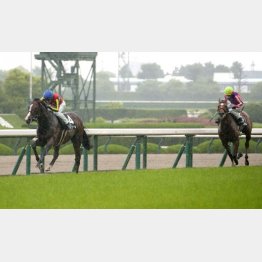 ２勝クラスは圧勝