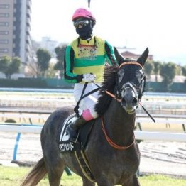 【大谷の土曜競馬コラム・日本海Ｓ】