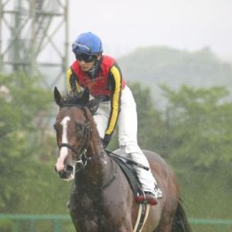 【武田の土曜競馬コラム・日本海Ｓ】