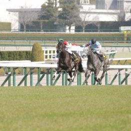 【札幌本紙・新居の土曜札幌11Ｒ】	