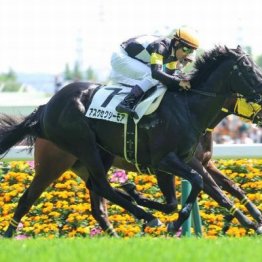 【東京本紙・外山の土曜新潟10Ｒ】