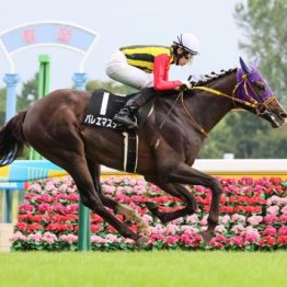 【橘の日曜競馬コラム・新潟記念】