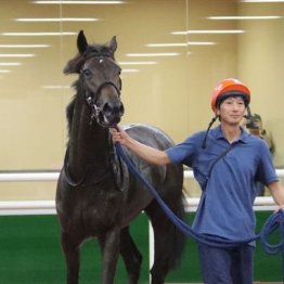 【橘の日曜競馬コラム・新潟記念】