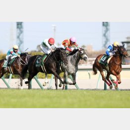 ファルコンSで0秒1差②着(右から2頭目)