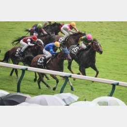 千直の適性が高いソルレース