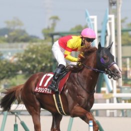 【セントウルＳ】ママコチャ、トウシンマカオなどに３歳馬が挑む