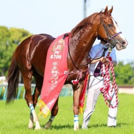 【セントウルＳ】トウシンマカオ陣営が好ムード