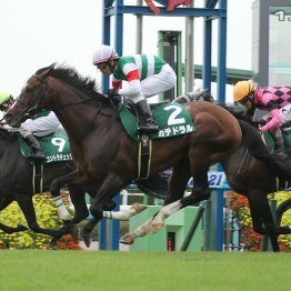【京成杯ＡＨ】５歳が６勝と大活躍