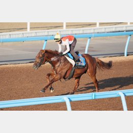ウイングレイテストは連戦続きでも好調子をキープ