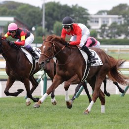 【札幌２歳Ｓ、紫苑Ｓ】重賞での単勝回収率３３２％の橋口厩舎が送り込むアーレムアレス、ダノンフェアレディ