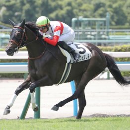 【札幌２歳Ｓ、紫苑Ｓ】重賞での単勝回収率３３２％の橋口厩舎が送り込むアーレムアレス、ダノンフェアレディ