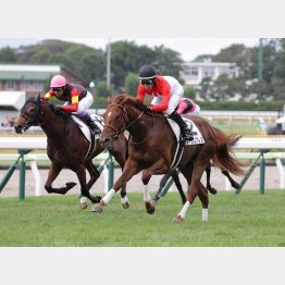 新馬戦は好内容V(右)
